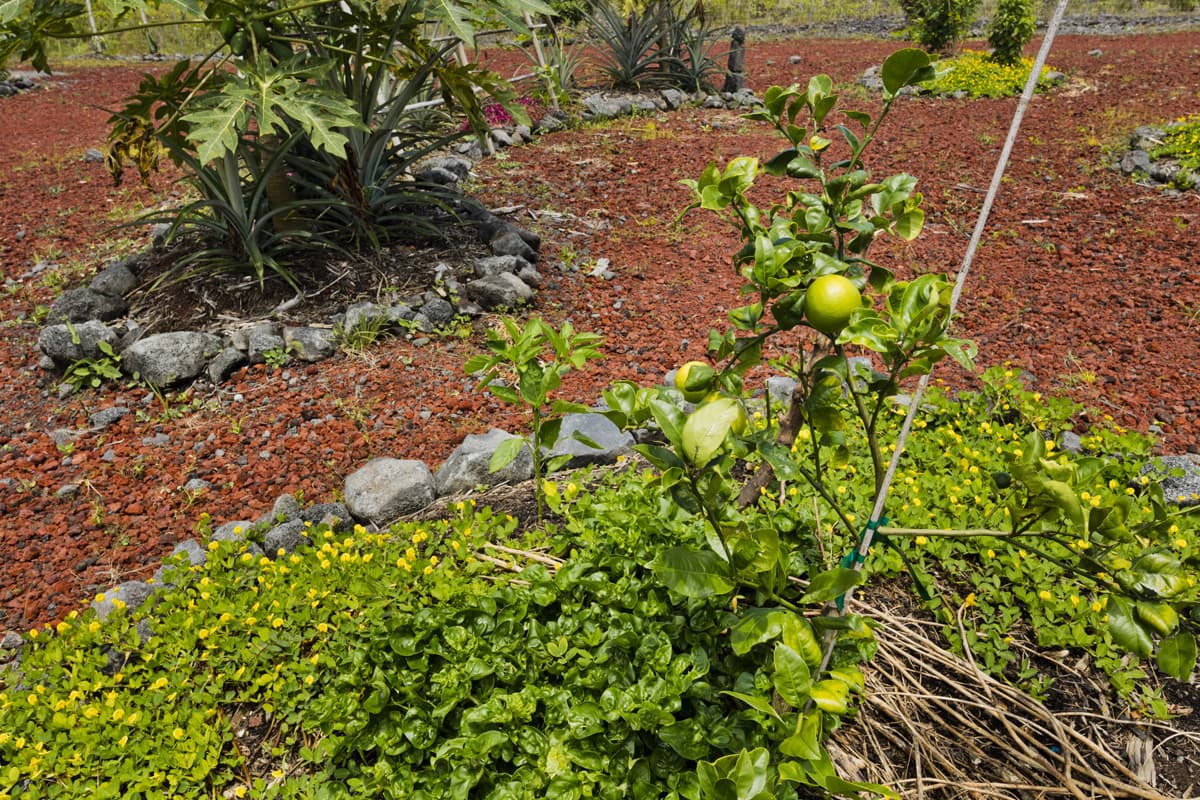 green_photos