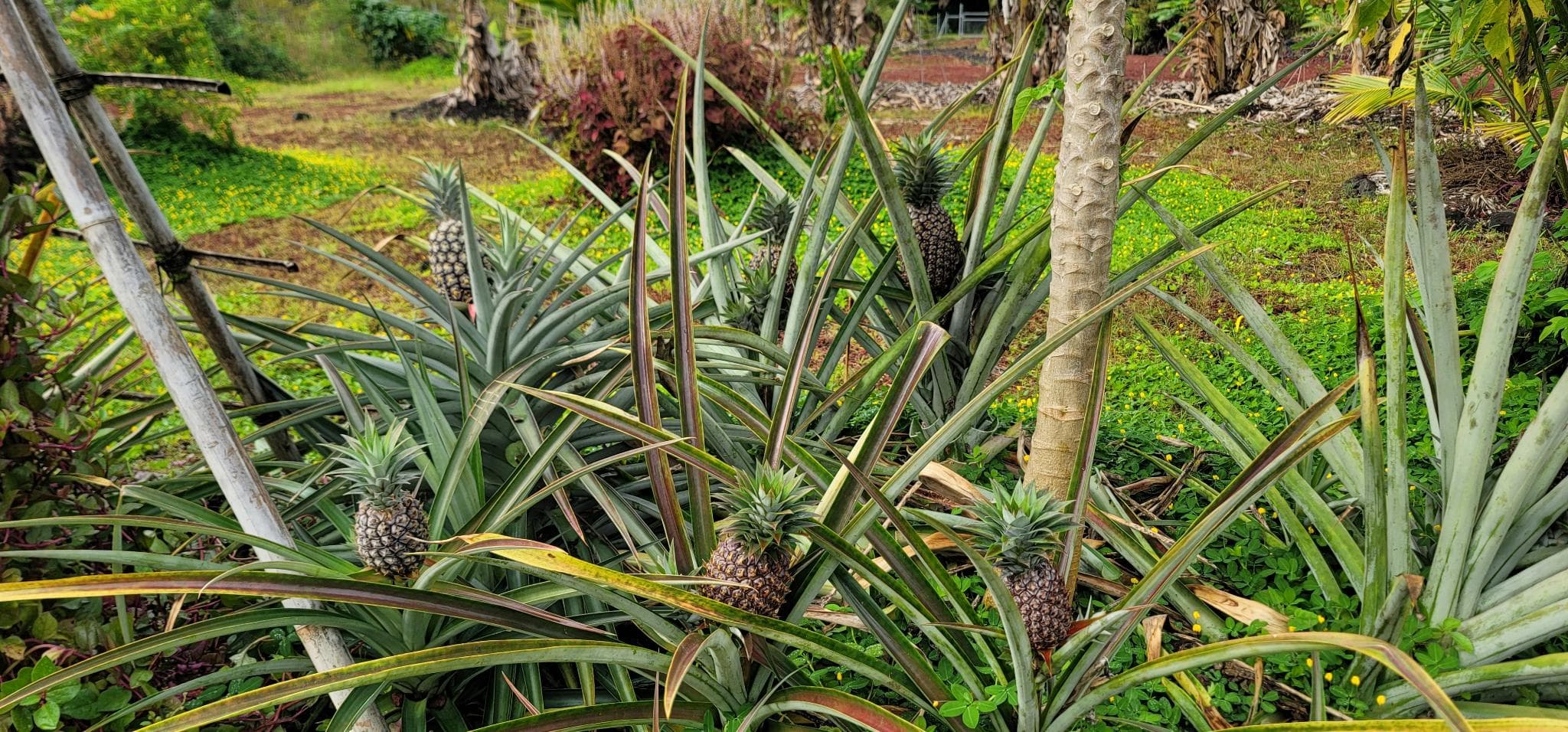 green_photos