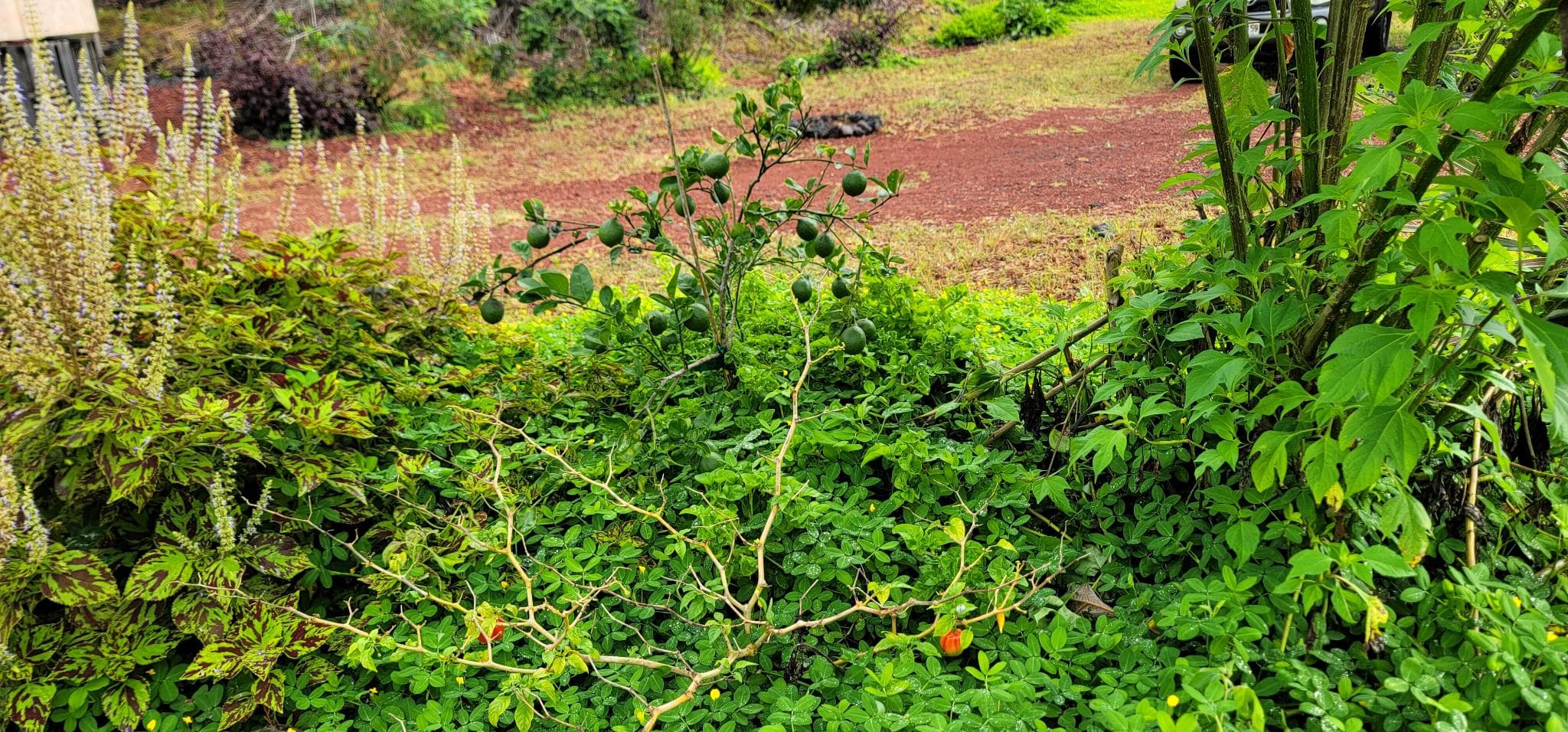 green_photos