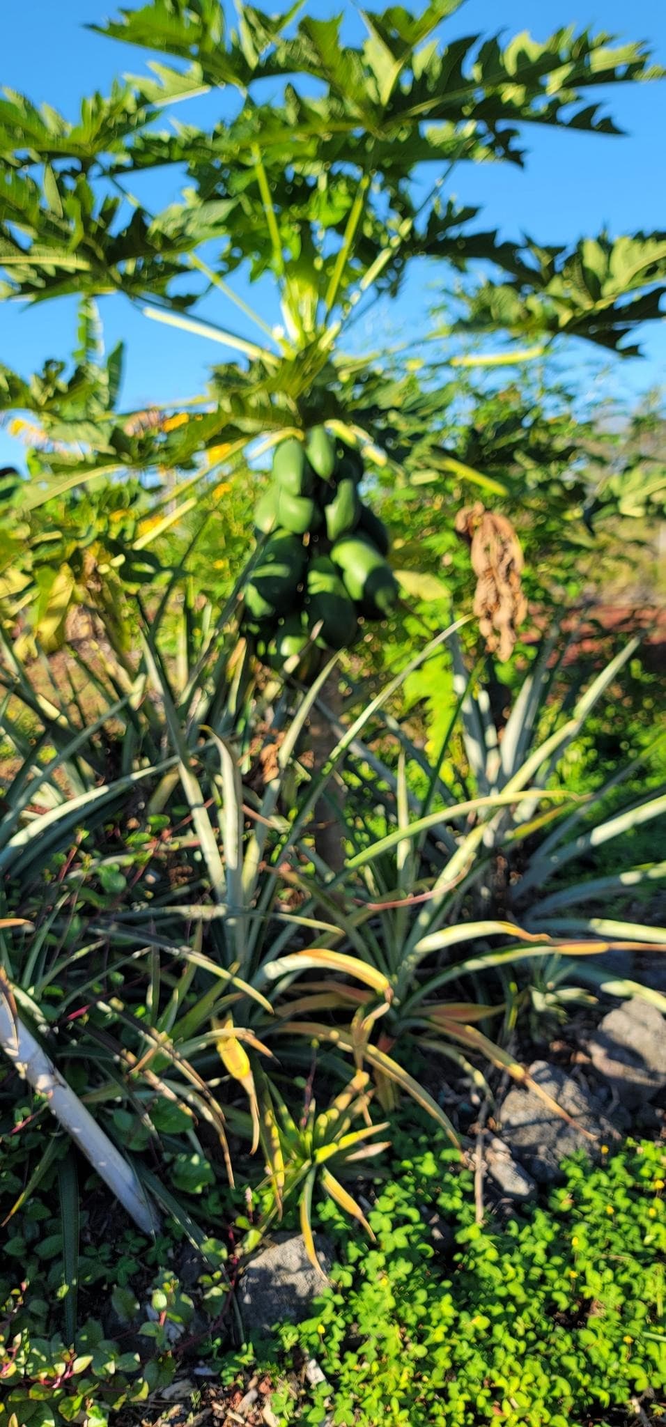 green_photos